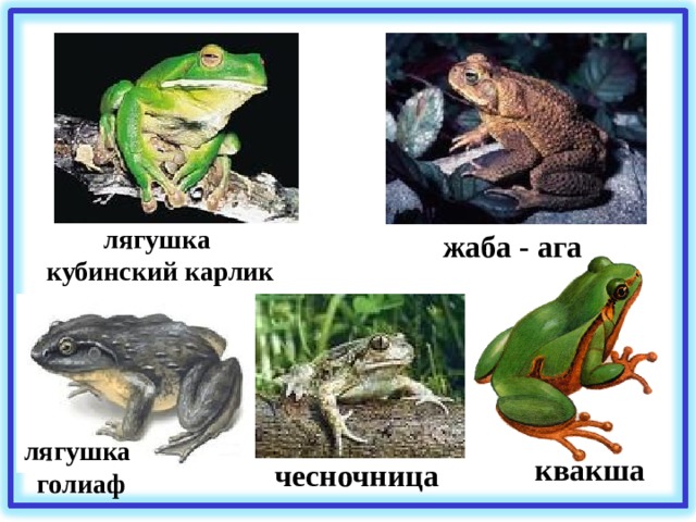 лягушка кубинский карлик жаба - ага лягушка голиаф квакша чесночница 