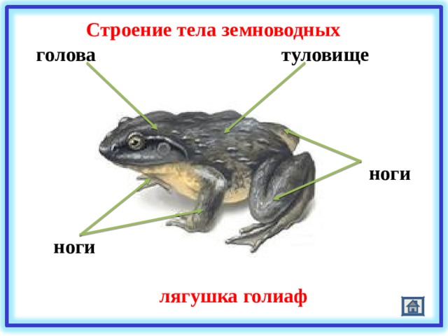 Строение тела земноводных туловище голова ноги ноги лягушка голиаф 