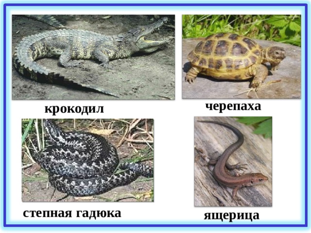 черепаха крокодил степная гадюка ящерица 