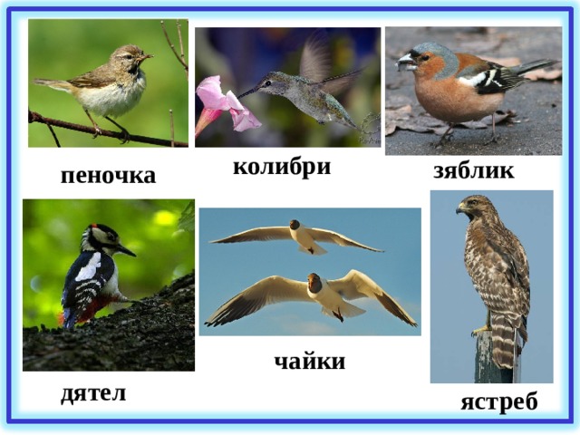 колибри зяблик пеночка чайки дятел ястреб 