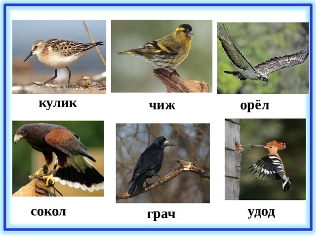 кулик чиж орёл удод сокол грач 