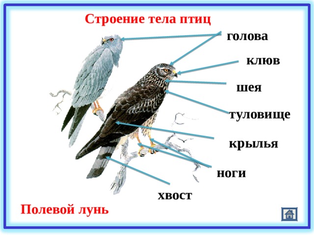 Строение тела птиц голова клюв шея туловище крылья ноги хвост Полевой лунь 