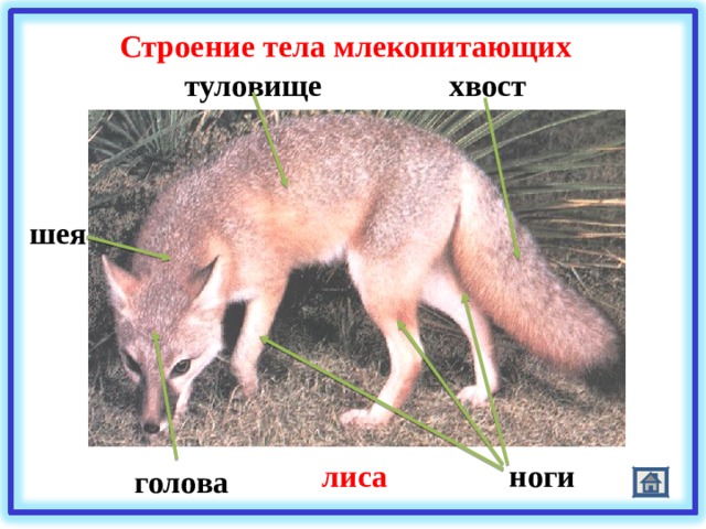 Строение тела млекопитающих хвост туловище шея ноги лиса голова 