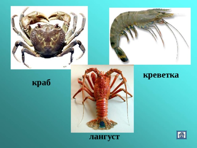  креветка  краб  лангуст 