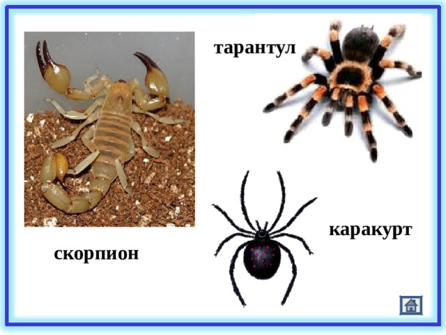 тарантул каракурт скорпион 