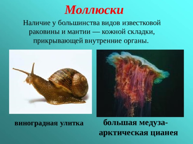 Моллюски Наличие у большинства видов известковой раковины и мантии — кожной складки, прикрывающей внутренние органы.  большая медуза- арктическая цианея виноградная улитка 
