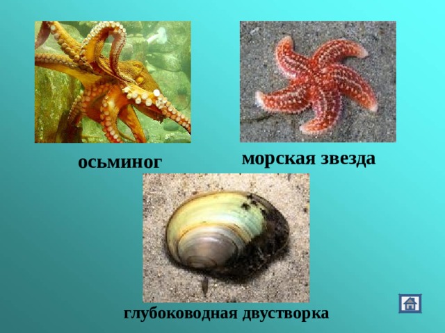 морская звезда осьминог глубоководная двустворка 