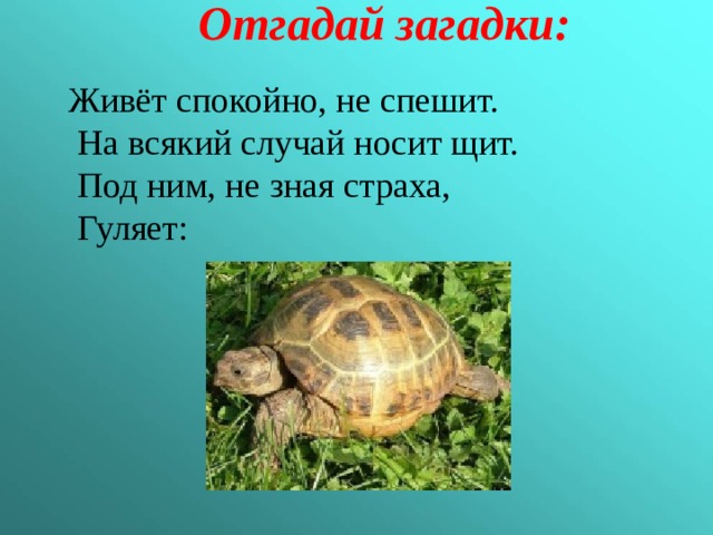 Отгадай загадки: Живёт спокойно, не спешит.  На всякий случай носит щит.  Под ним, не зная страха,  Гуляет: 