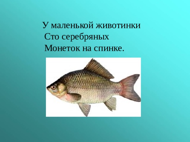 У маленькой животинки  Сто серебряных  Монеток на спинке. 