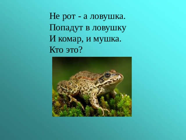  Не рот - а ловушка.  Попадут в ловушку  И комар, и мушка.  Кто это? 