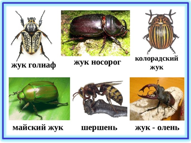 колорадский жук жук носорог жук голиаф жук - олень майский жук шершень 