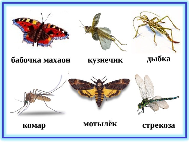 дыбка бабочка махаон кузнечик мотылёк стрекоза комар 