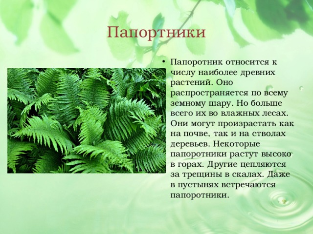 Почему папоротники относятся к растениям. Папоротник относят к:. Растения относящиеся к папоротниковидным. Растения относящиеся к группе папоротники. Растения которые относятся к папоротникам.