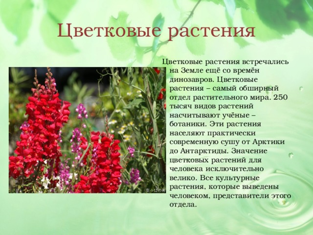 Какие растения встречаются. Культурные цветковые растения. Примеры культурных цветковых растений. Культурные цветковые растения виды. Виды цветковых культурных растений.