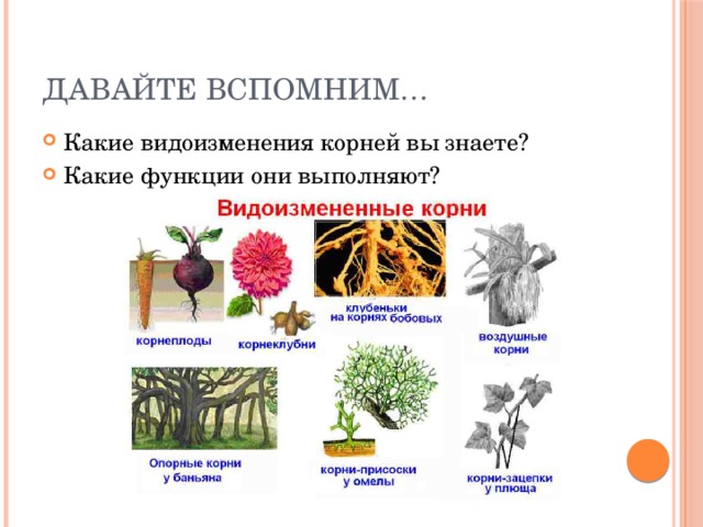 Выполняя какой корень. Функции видоизмененного корня корнеплода. Видоизменения корней и побегов 6 класс и корней. Биология 6 класс функции видоизменений корней. Видоизменения корней функции.