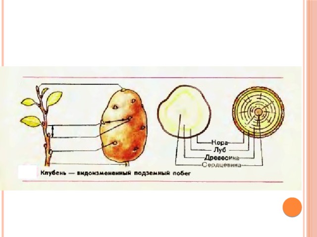 Выполнив лабораторную работу строение клубня на рисунке соедините стрелками соответствующие части