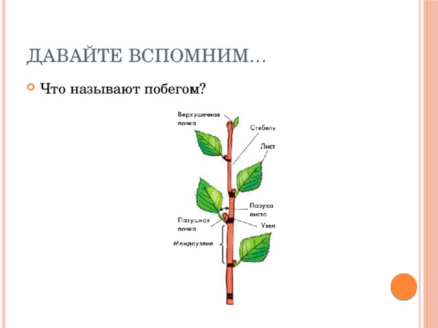 Побег и почки презентация 6 класс пасечник