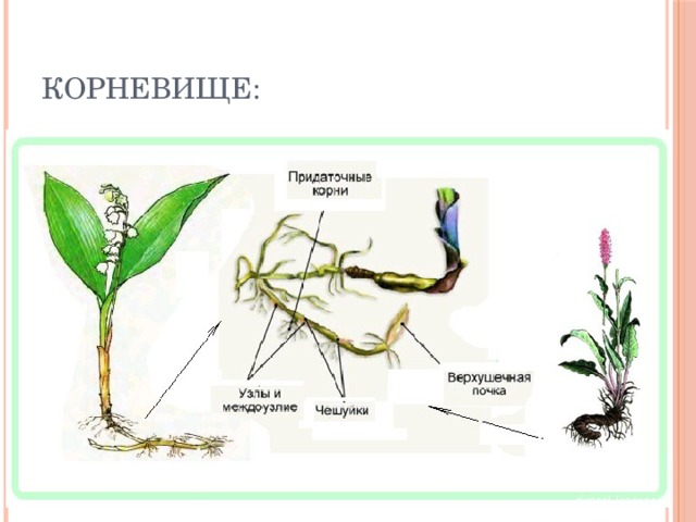 Отличить корень