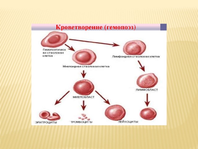 Система кроветворения у детей презентация