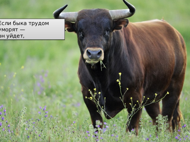 Если быка трудом уморят —  он уйдет,