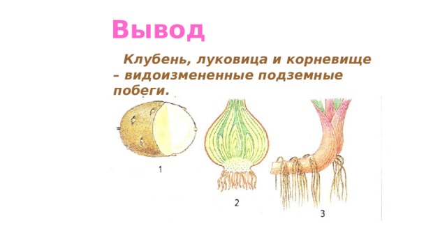 Вывод Клубень, луковица и корневище – видоизмененные подземные побеги. 