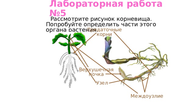 Наличие каких органов у корневища свидетельствует. Части корневища. Узел корневища. Придаточные почки на корнях.