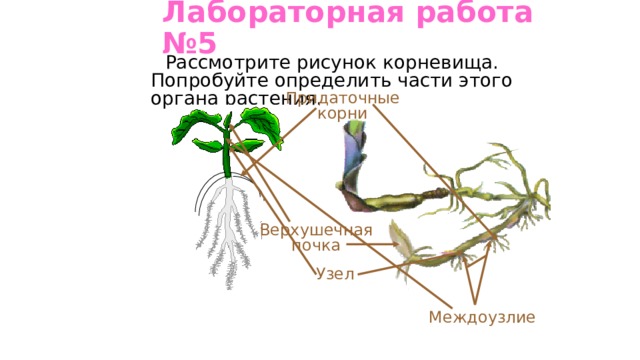 Побег корневище рисунок. Верхушечная почка корневища. Узлы и междоузлия корневища. Лабораторная работа рассмотрите рисунок корневища. Междоузлия корневища.