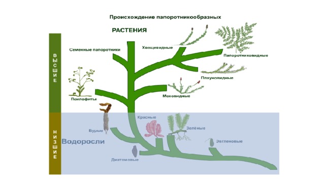 Строение папоротника 7 класс. Строение папоротника 7 класс биология лабораторная работа. Лабораторная работа строение папоротника 5 класс биология. Лабораторная работа строение папоротника 7 класс. Лабораторная работа номер 5 изучение внешнего строения папоротника.