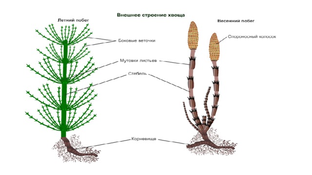 Выполните лабораторную работу строение спороносящего папоротника укажите что обозначено на рисунке