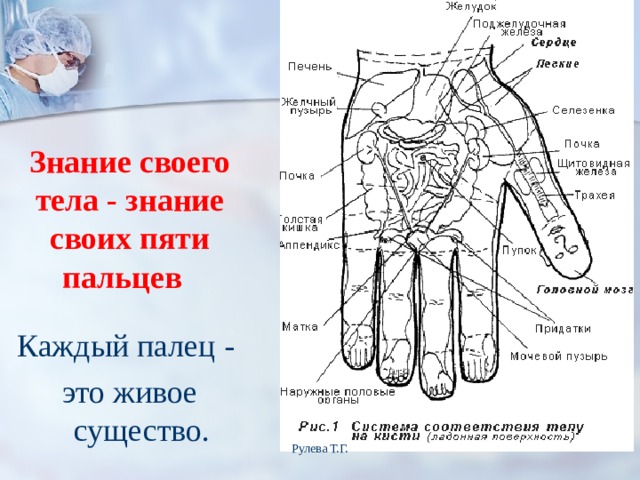 Расположение органов человека на ладони "Здоровье - это вершина, на которую каждый должен подняться сам!