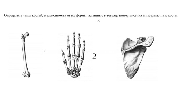  Определите типы костей, в зависимости от их формы, запишите в тетрадь номер рисунка и название типа кости.  3 2  
