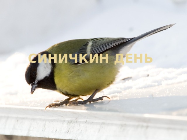 Синичкин день 