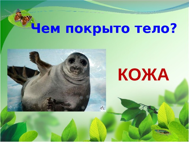 Чем покрыто тело? КОЖА 