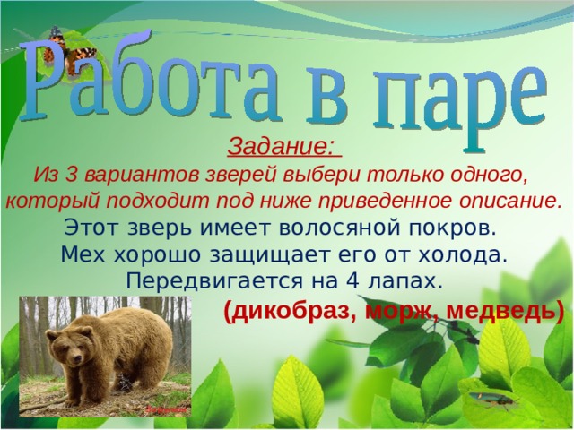 Задание: Из 3 вариантов зверей выбери только одного, который подходит под ниже приведенное описание. Этот зверь имеет волосяной покров. Мех хорошо защищает его от холода.  Передвигается на 4 лапах.  (дикобраз, морж, медведь)  