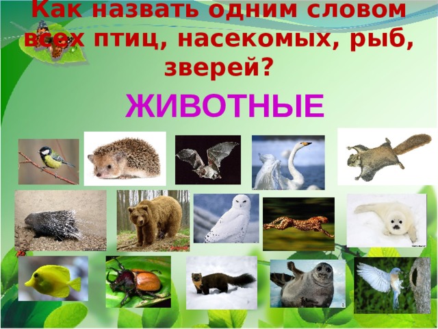 Как назвать одним словом  всех птиц, насекомых, рыб, зверей? ЖИВОТНЫЕ 