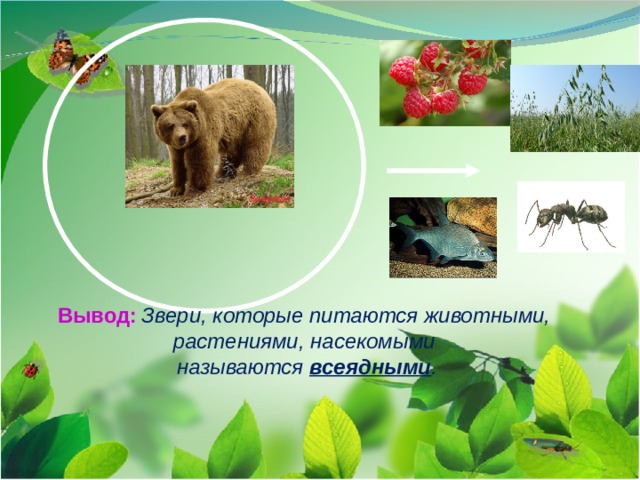 Вывод:  Звери, которые питаются животными, растениями, насекомыми называются всеядными .  
