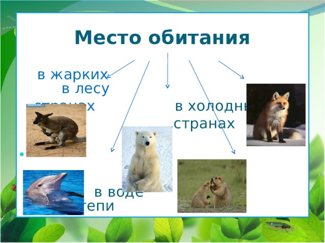 Место обитания    в жарких в лесу  странах в холодных  странах    в воде  в степи 