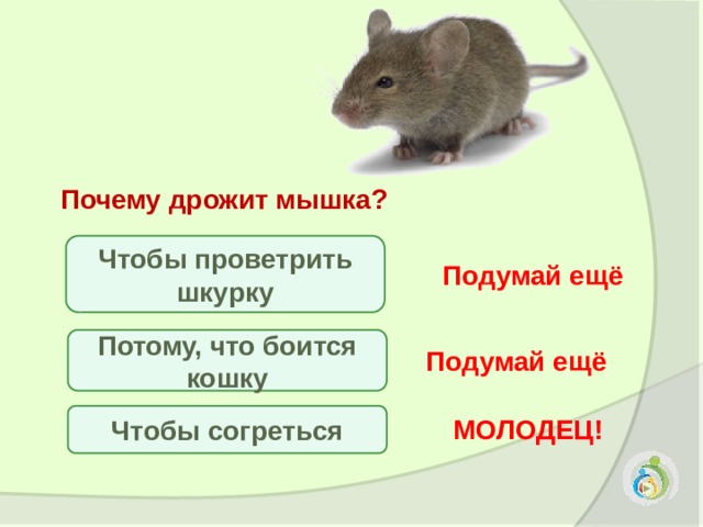 Почему мышь назвали мышью. Почему дрожит мышка. Почему дрожит мышь животное. Почему дрожит мышка животное. Мышь трясется.