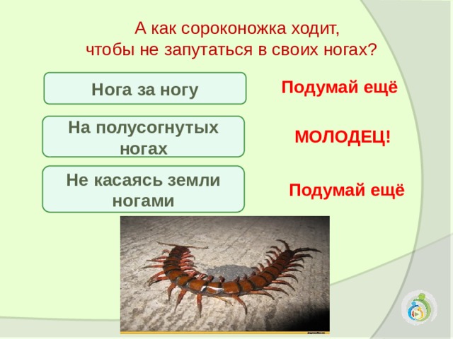 Сколько ног у 3 сороконожек