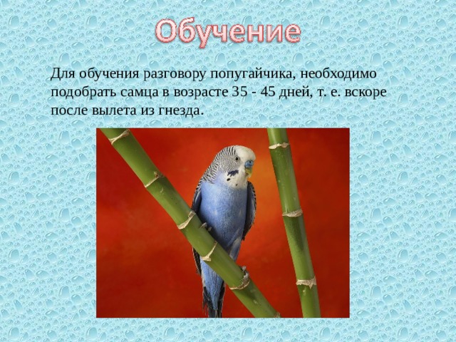 Презентация "Мои домашние питомцы"
