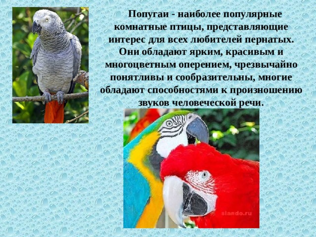 Презентация по биологииОсобенности поведения волнистых попугайчиков в брачный пе