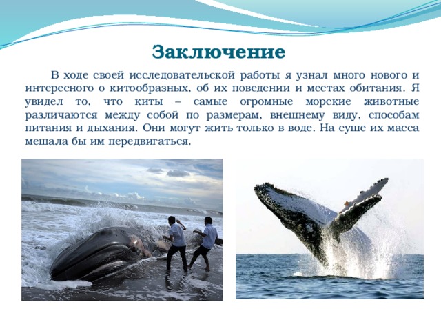 Презентация киты для начальной школы