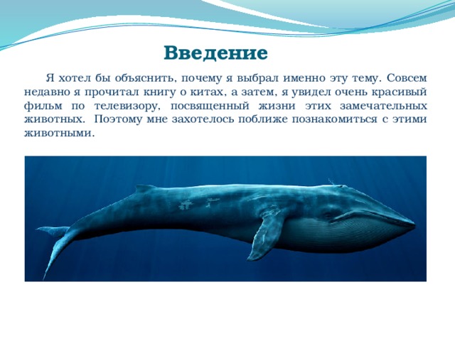 Презентация про китов 3 класс
