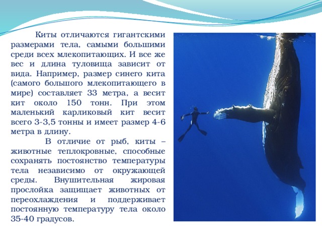 Масса синего кита достигает. Каковы длина и вес синего кита. Синий кит Размеры. Голубой кит вес. Синий кит вес.
