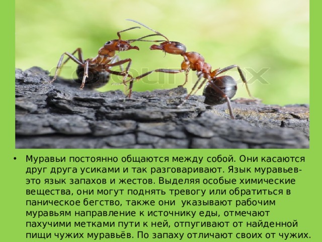 Муравьи постоянно общаются между собой. Они касаются друг друга усиками и так разговаривают. Язык муравьев- это язык запахов и жестов. Выделяя особые химические вещества, они могут поднять тревогу или обратиться в паническое бегство, также они указывают рабочим муравьям направление к источнику еды, отмечают пахучими метками пути к ней, отпугивают от найденной пищи чужих муравьёв. По запаху отличают своих от чужих. 