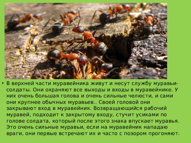 В верхней части муравейника живут и несут службу муравьи- солдаты. Они охраняют все выходы и входы в муравейнике. У них очень большая голова и очень сильные челюсти, и сами они крупнее обычных муравьев.. Своей головой они закрывают вход в муравейник. Возвращающийся рабочий муравей, подходит к закрытому входу, стучит усиками по голове солдата, который после этого знака впускает муравья. Это очень сильные муравьи, если на муравейник нападаю враги, они первые встречают их и часто с позором прогоняют. 