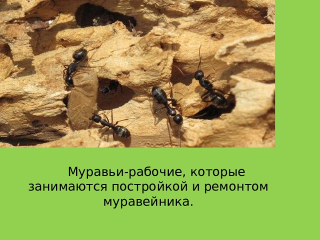  Муравьи-рабочие, которые занимаются постройкой и ремонтом муравейника. 