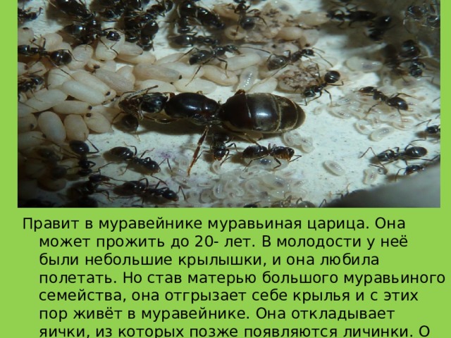 Правит в муравейнике муравьиная царица. Она может прожить до 20- лет. В молодости у неё были небольшие крылышки, и она любила полетать. Но став матерью большого муравьиного семейства, она отгрызает себе крылья и с этих пор живёт в муравейнике. Она откладывает яички, из которых позже появляются личинки. О личинках будут заботиться рабочие муравьи: кормить и ухаживать за ними. 