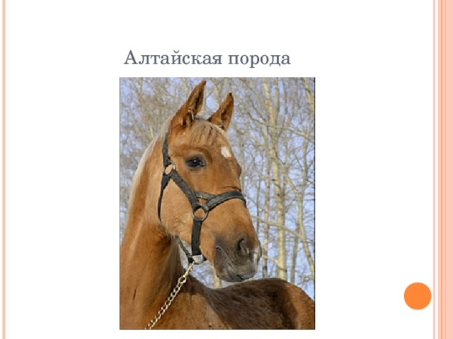 Алтайская порода 