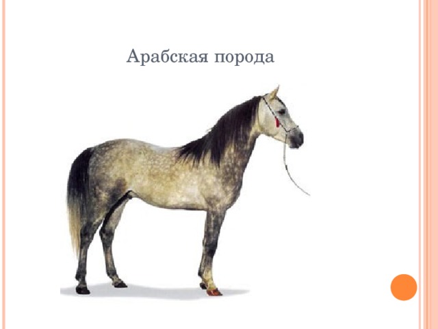 Арабская порода 